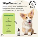 cardio-drops-for-dogs---heart-support-for-dogs-whawthorn-berry-motherwort-herb---liquid-antioxidant-supplement-wgotu-kola-leaves-lavender-extract---4-fl-oz-5