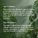 chicken-collagen-capsules---type-ii-collagen-nutri-6.jpg
