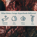 forage-hyperfoods--original-canadian-wild-reishi-m-6.jpg