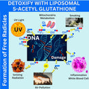 liposomal-s-acetyl-l-glutathione-resveratrol-hyaluronic-acid-collagen-500-mg-120-softgels-8