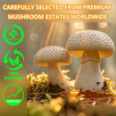 mushroom-coffee-with-16in1-mushroom-supplement-lio-5.jpg