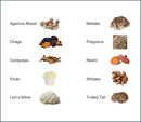 mushroom-extract-powder---powerful-10-blend-organi-4.jpg