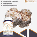 nootropics-depot-lions-mane-mushroom-capsules-500mg-180-count-hericium-erinaceus-whole-fruiting-body-mushroom-extract-brain-health-supplement-neuroprotective-boosts-mood-4