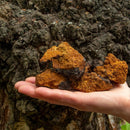 north-spore-chaga-mushroom-tincture-energy-wellnes-7.jpg