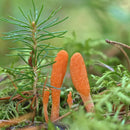 north-spore-organic-cordyceps-mushroom-tincture-4--6.jpg