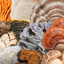 north-spore-organic-spectrum-10-high-potency-mushroom-capsules-cognitive-supplement-lions-mane-chaga-cordyceps-reishi-turkey-tail-10-medicinal-mushrooms-energy-focus-clarity---60ct-3