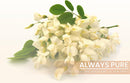 pure-original-ingredients-acacia-fiber-100-capsule-6.jpg