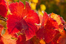 red-vine-leaf-healthy-vein-circulation-60-capsules-4.jpg