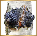 siberian-chaga-mushroom-raw-powder-wild-harvested--6.jpg
