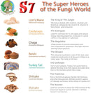 super-7-mushroom-extract-powder---fantastic-fungi--9.jpg