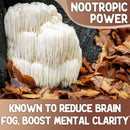 xprs-nutra-organic-lions-mane-supplement-capsules--3.jpg