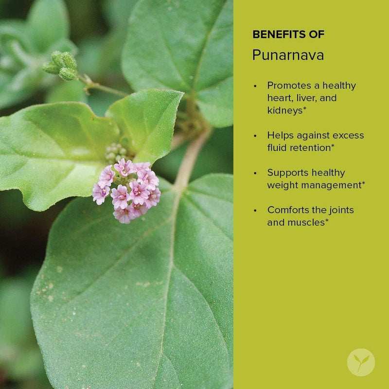 banyan-botanicals-organic-punarnava-powder-boerhav-4.jpg