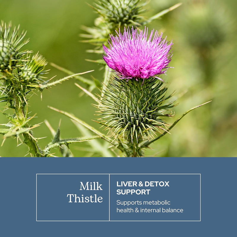 eclectic-herb---premium-freeze-dried-milk-thistle--3.jpg