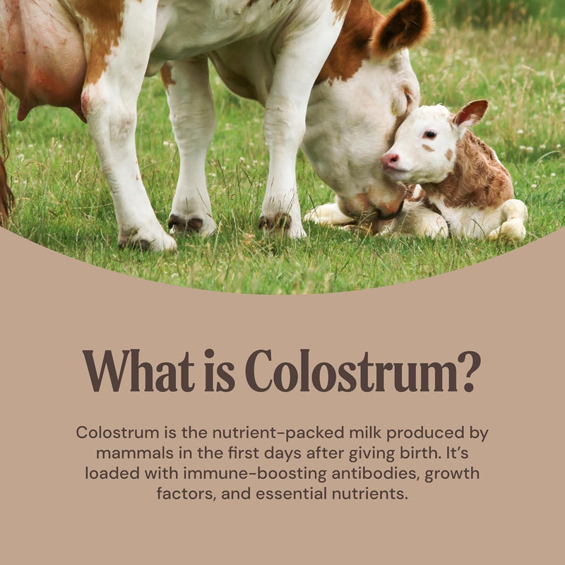 grass-fed-bovine-colostrum-supplement-with-cocoa-powder-for-kids-adults-immune-system-support-gut-health-and-muscle-recovery-60-servings-3