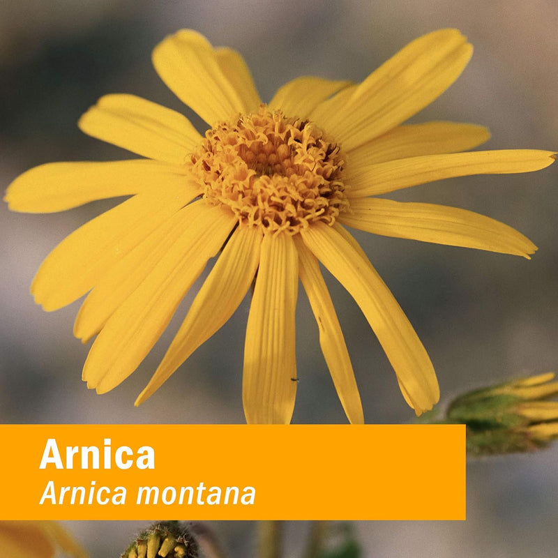 herb-pharm-certified-organic-arnica-liquid-extract-for-minor-pain-support---4-ounce-2