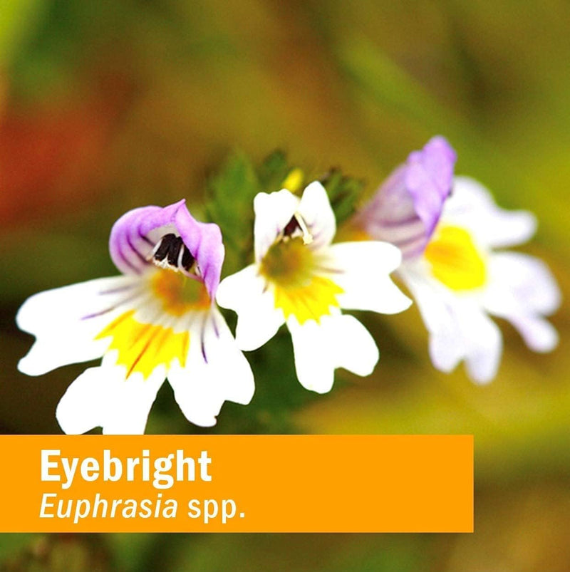 herb-pharm-certified-organic-eyebright-liquid-extr-5.jpg