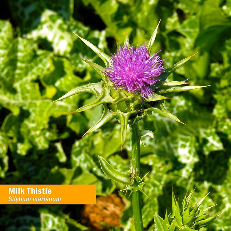 herb-pharm-milk-thistle-seed-liquid-extract-for-li-7.jpg