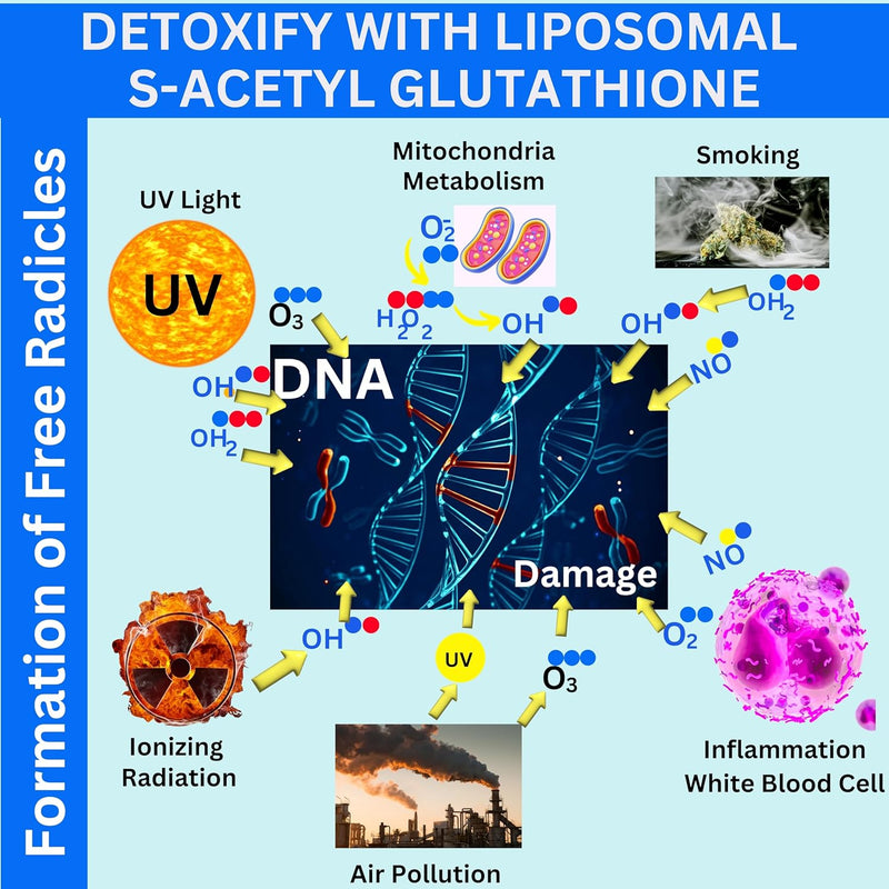 liposomal-s-acetyl-l-glutathione-resveratrol-hyaluronic-acid-collagen-500-mg-120-softgels-8