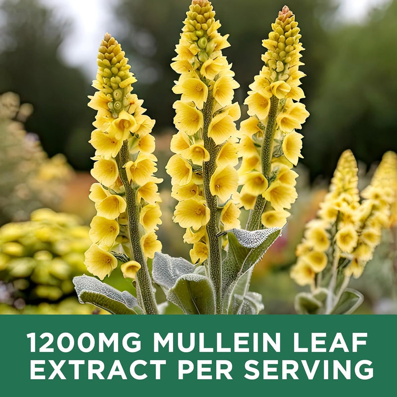 mullein-drops-for-lungs-1200mg-mullein-leaf-extrac-5.jpg