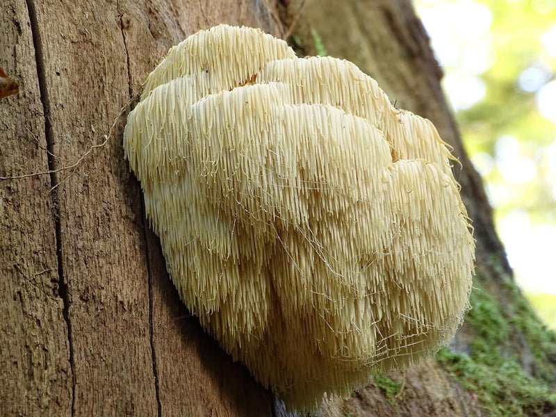 naturejam-organic-lions-mane-mushroom-powder-1-pou-6.jpg