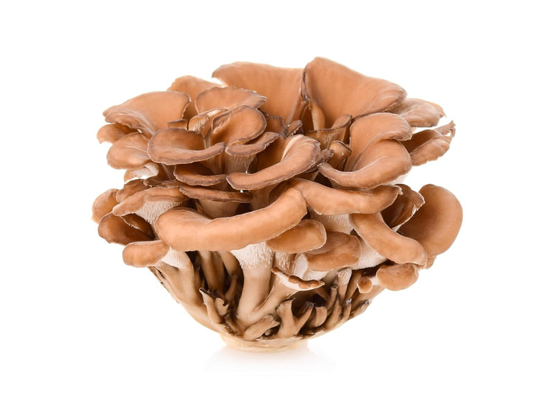 naturejam-organic-maitake-mushroom-powder-8-ounces-7.jpg