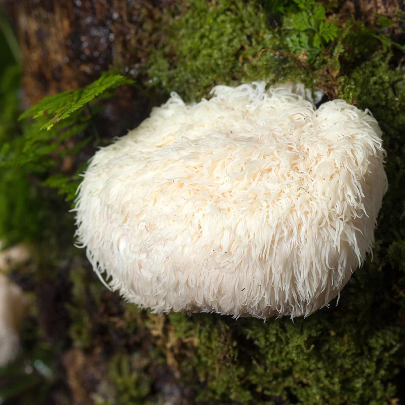 north-spore-organic-lions-mane-mushroom-tincture-4-7.jpg
