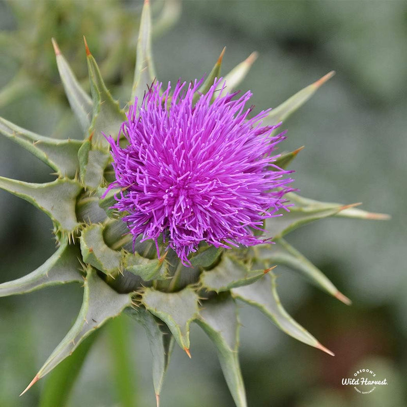 oregons-wild-harvest-milk-thistle-organic-non-gmo--4.jpg