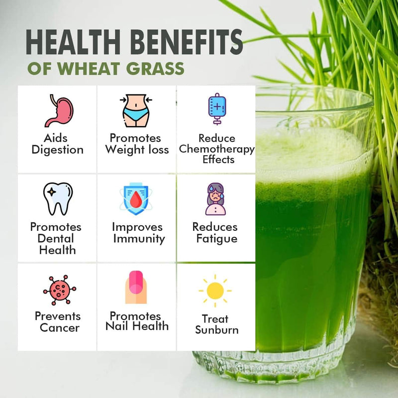 organic-wheatgrass-powder-300g-vegan-non-gmo-gluten-free-rich-in-fiber-chlorophyll-fatty-acids-minerals-immunity-booster-support-superfood-5
