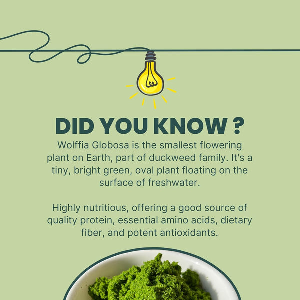 pure-wolffia-globosa-powder-high-protein-plant-bas-3.jpg
