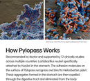 pylopass-probiotic-for-h-pylori-treatment-acidophi-3.jpg
