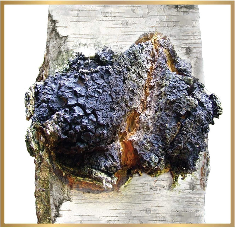 siberian-chaga-mushroom-raw-powder-wild-harvested--6.jpg