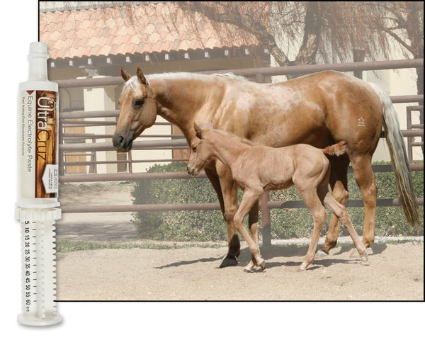 ultracruz-sc-516041-equine-electrolyte-supplement-for-horses-60-ml-paste-1