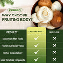 zebora-lions-mane-supplement-capsules---mushroom-supplement-with-lions-mane-cordyceps-reishi-turkey-tail-shiitake---lions-mane-mushroom-for-memory-focus-immune-support---120-vegan-capsules-5